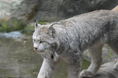 Kanadalı bir vaşak
