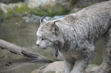 Kanadalı bir vaşak