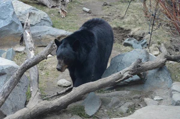 En svartbjörn — Stockfoto
