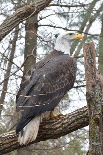 Ein Weißkopfseeadler — Stockfoto