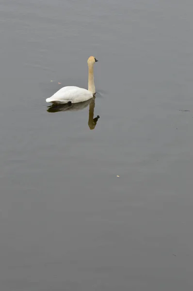 Svan på vattnet — Stockfoto