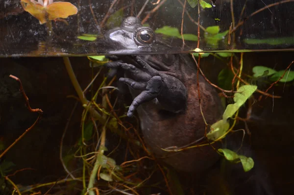 Toad in het water — Stockfoto