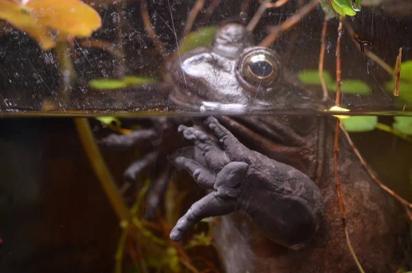 Toad in het water — Stockfoto