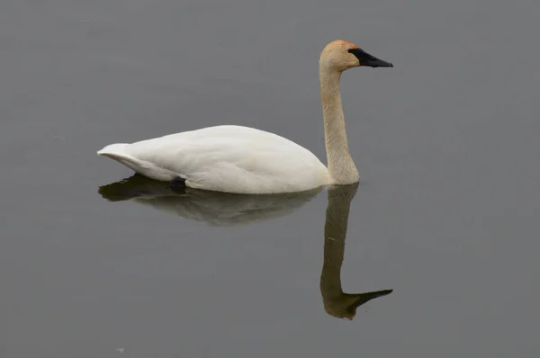 Swan on the Water — Stock Photo, Image