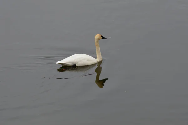 Cisne na água — Fotografia de Stock