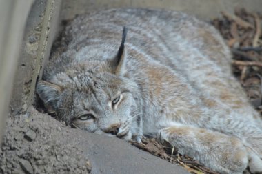 Kanadalı bir vaşak