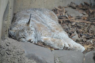 Kanadalı bir vaşak