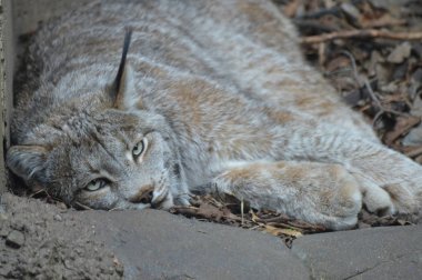 Kanadalı bir vaşak