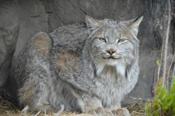 Un lince canadiense —  Fotos de Stock