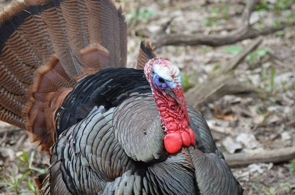 Turchia nel bosco — Foto Stock