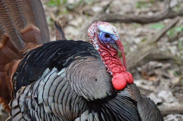 Turchia nel bosco — Foto Stock