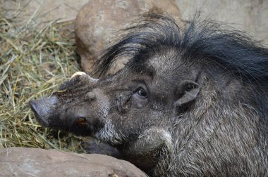 Visayan Sigilli domuz