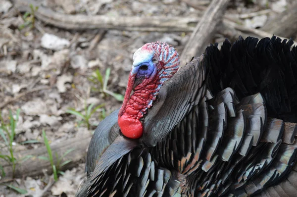 Turchia nel bosco — Foto Stock