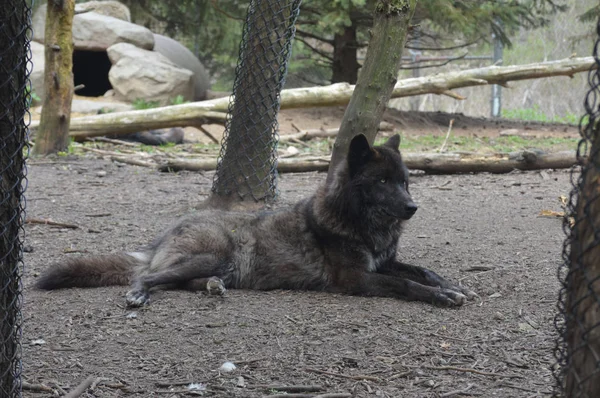 Wolf im Wald — Stockfoto