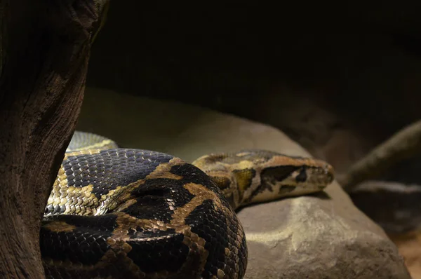 Birmanya Python