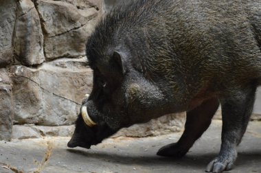 Visayan Sigilli domuz