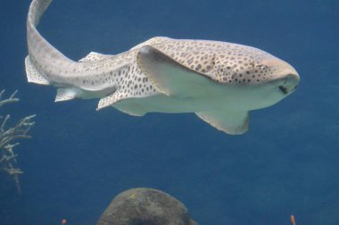 Köpekbalığı bir su tankında