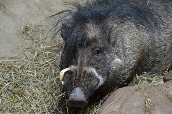 Visayan Sigilli domuz — Stok fotoğraf