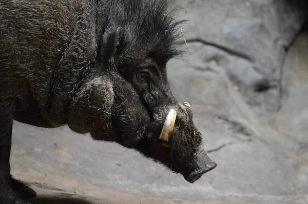 Cerdo verruga Visayan —  Fotos de Stock