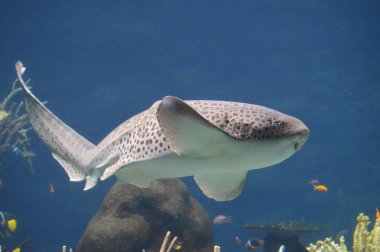 Köpekbalığı bir su tankında