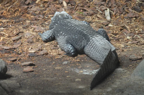 Un crocodile nain — Photo