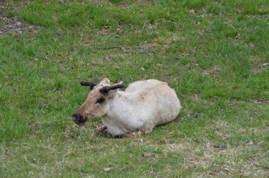Çim döşeme Ren geyiği