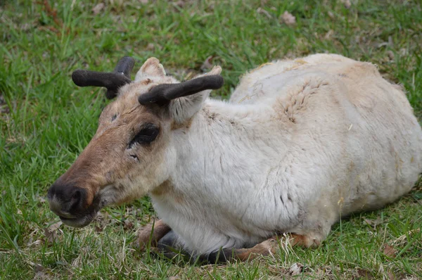 Карибу, лежащий в траве — стоковое фото