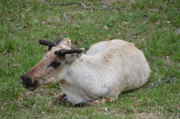 Caribou นอนอยู่ในหญ้า — ภาพถ่ายสต็อก