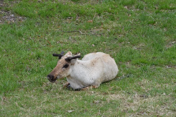 Caribou laying in the grass — Stock Photo, Image