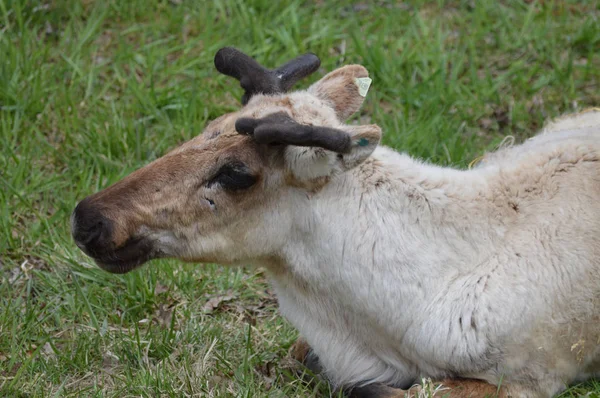 Caribou laying in the grass — Stock Photo, Image