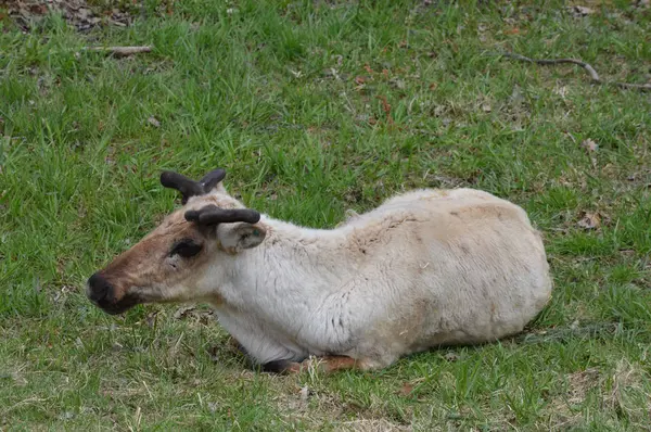 Caribou tendido en la hierba — Foto de Stock