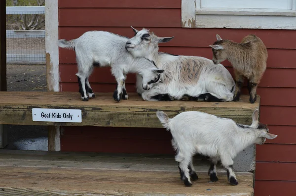 Chèvres à la ferme — Photo