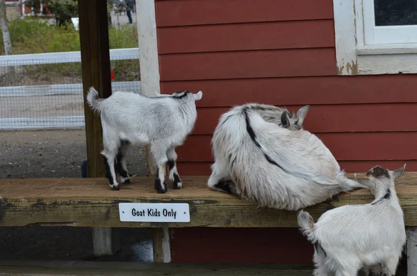Goats at the farm — Stock Photo, Image