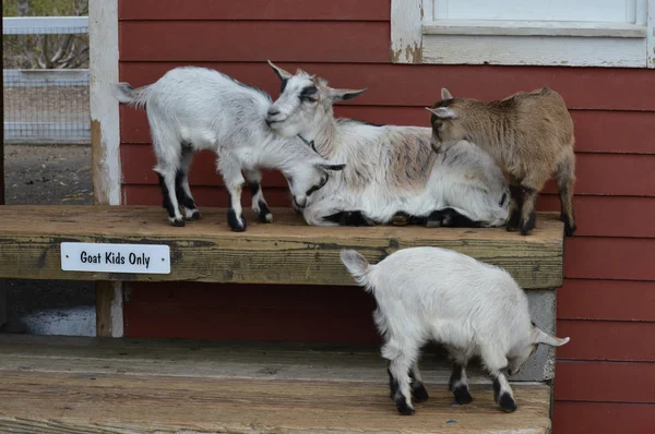 Chèvres à la ferme — Photo