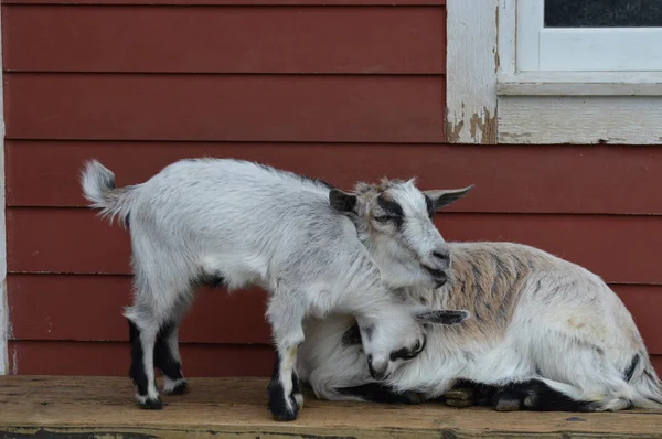 Chèvres à la ferme — Photo