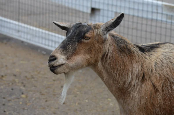 Cabra en la granja — Foto de Stock