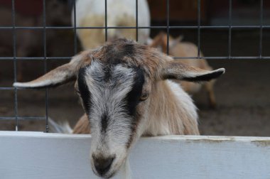 Çiftlikteki keçi
