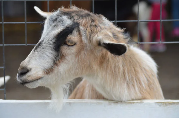 Cabra en la granja — Foto de Stock