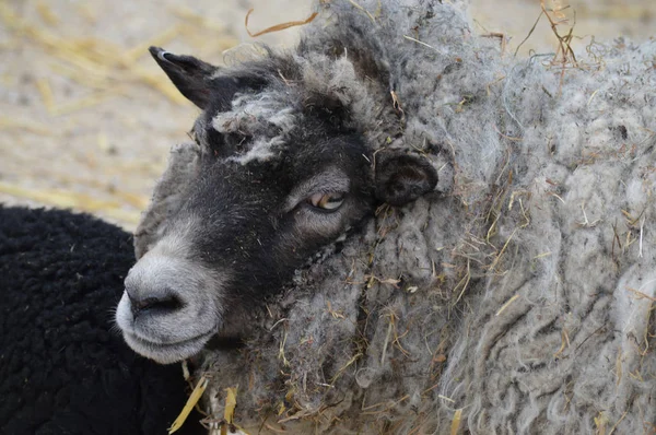 Moutons à la ferme — Photo