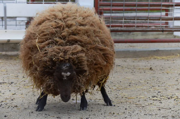 Sheep at the farm — Stock Photo, Image