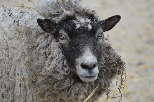 Sheep at the farm — Stock Photo, Image