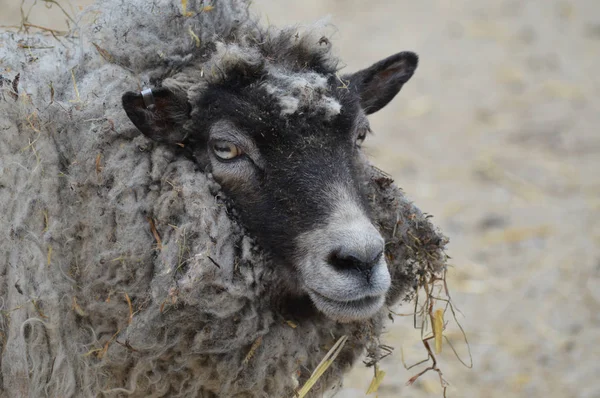 Moutons à la ferme — Photo