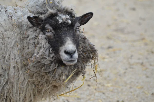 Moutons à la ferme — Photo