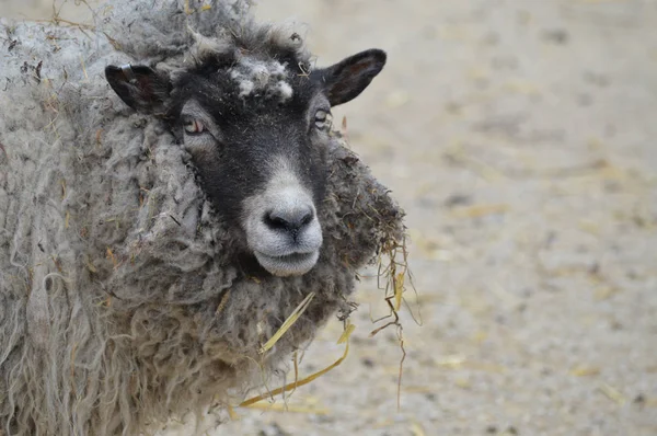 Moutons à la ferme — Photo