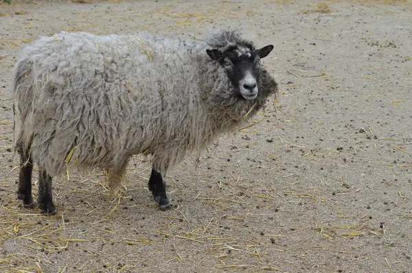 Sheep at the farm — Stock Photo, Image