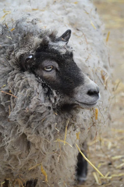 Ovce na farmě — Stock fotografie