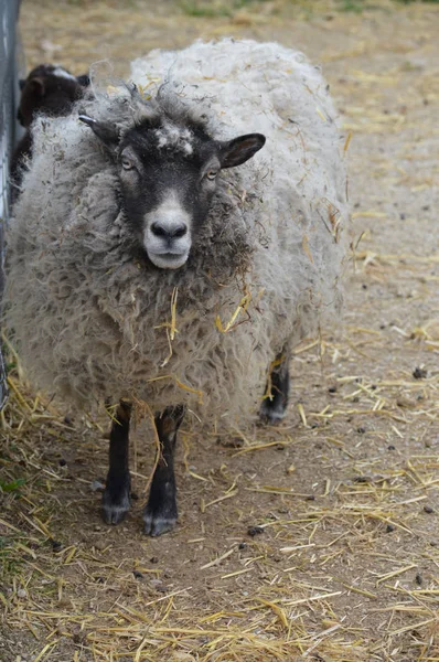 在农场的羊 — 图库照片