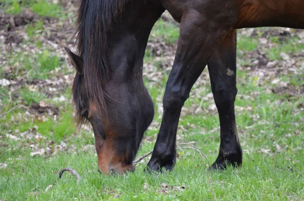 Horse at the Farm — Stock Photo, Image