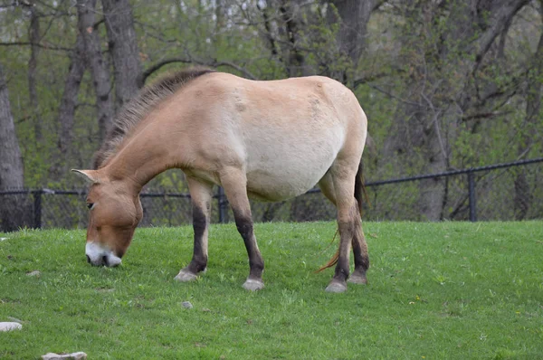 Азиатская дикая лошадь — стоковое фото
