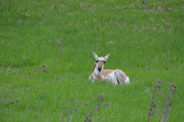 Gabelbock in the Grass — Stockfoto